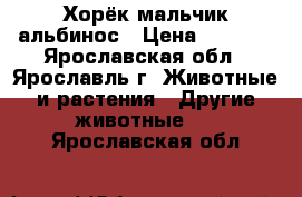 Хорёк мальчик альбинос › Цена ­ 3 000 - Ярославская обл., Ярославль г. Животные и растения » Другие животные   . Ярославская обл.